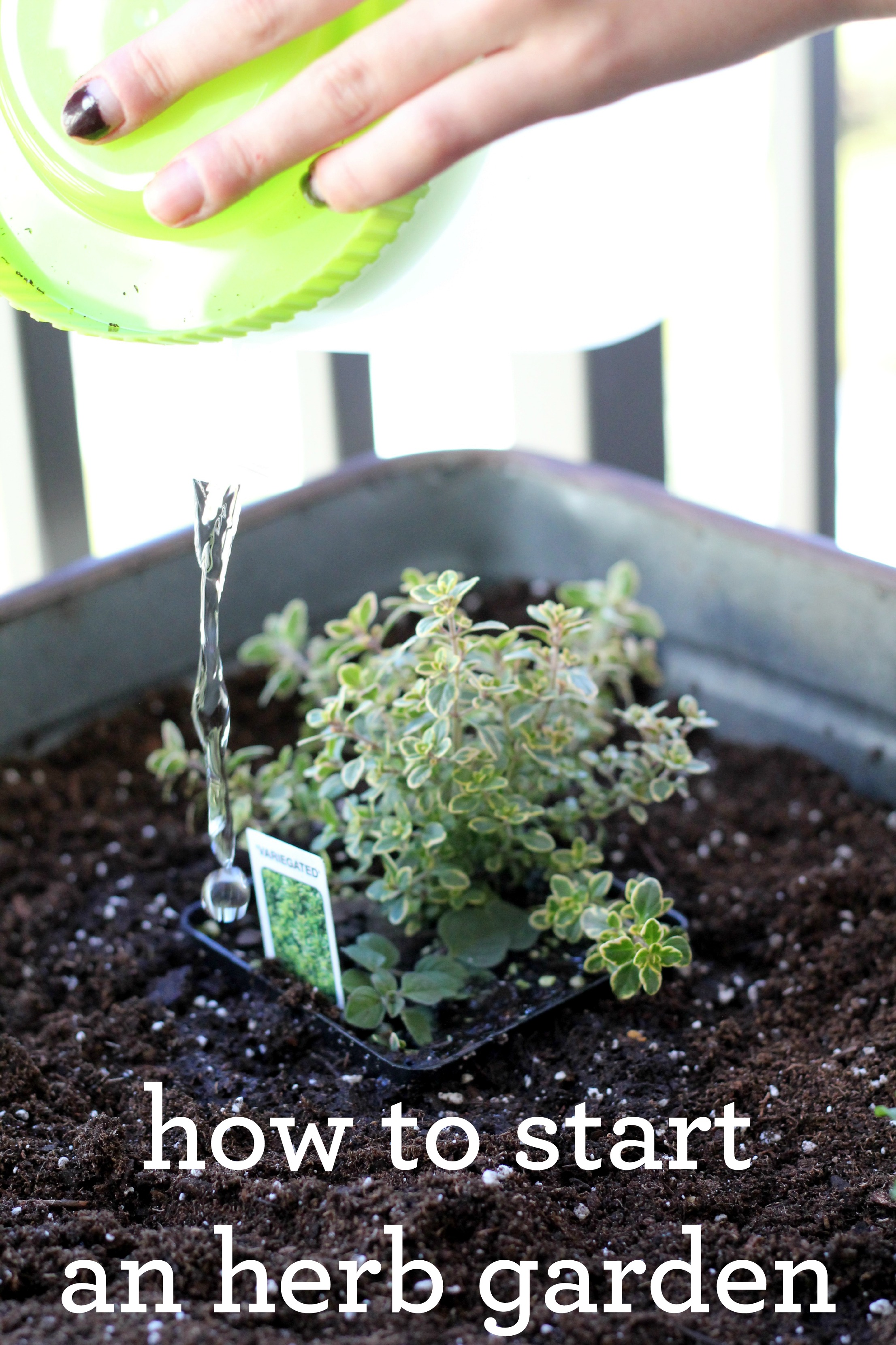 Want to know how to start an herb garden? It is so easy that it can be done on your balcony! 